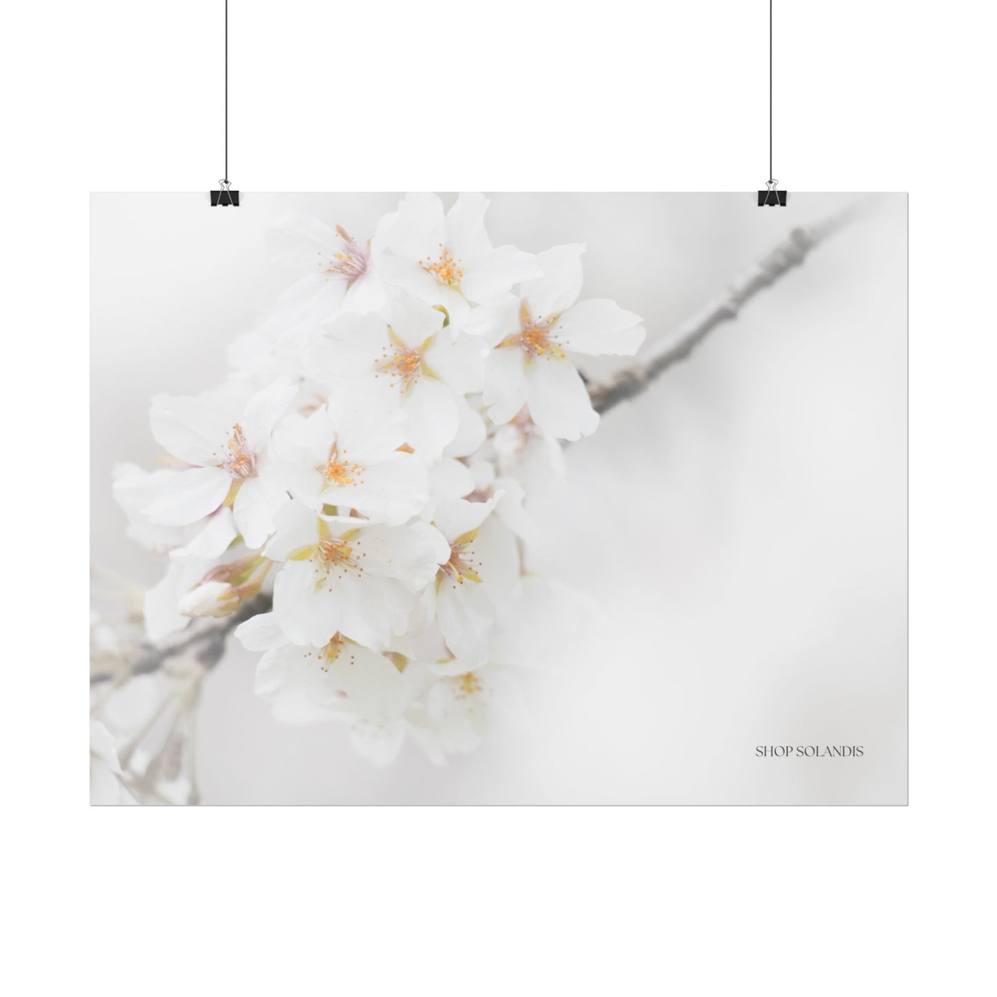 White Flowers Poster